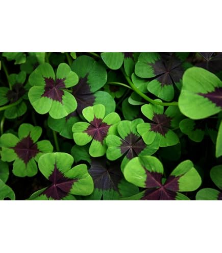 Purple & Green Shamrock Bulbs Oxalis 'Iron Cross' Indoor Outdoor Good Luck Plant