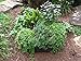 3ft X 3ft Victory 8 EZ-GRO MD SQ Raised Bed AeroFlow Proprietary Fabric Grow Your OWN No Assembly
