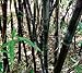 Giant Black Bamboo - Phyllostachys nigra - 4