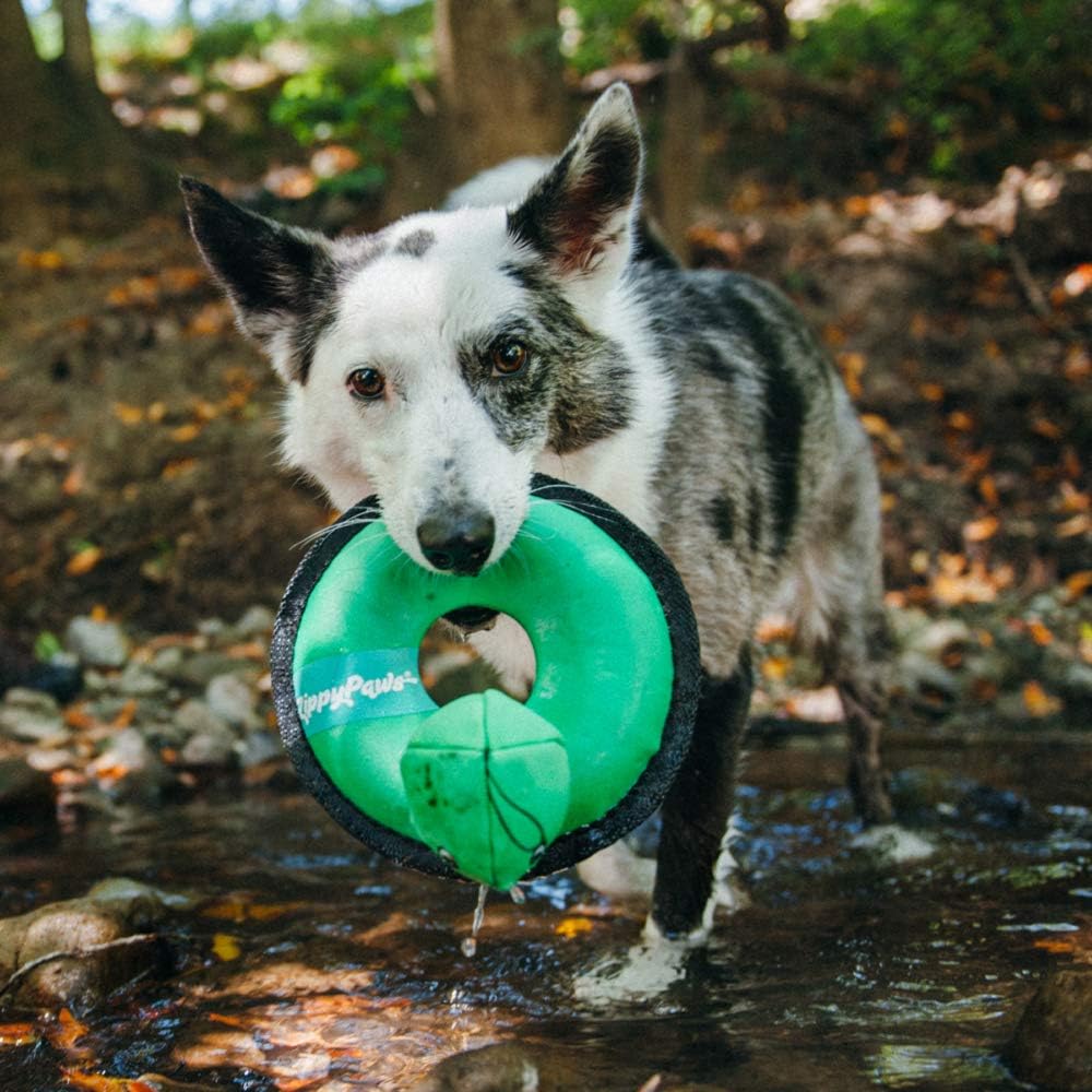 Pet Supplies : ZippyPaws - Floaterz, Outdoor Floating Squeaker Dog Toy - Turtle, Green : 