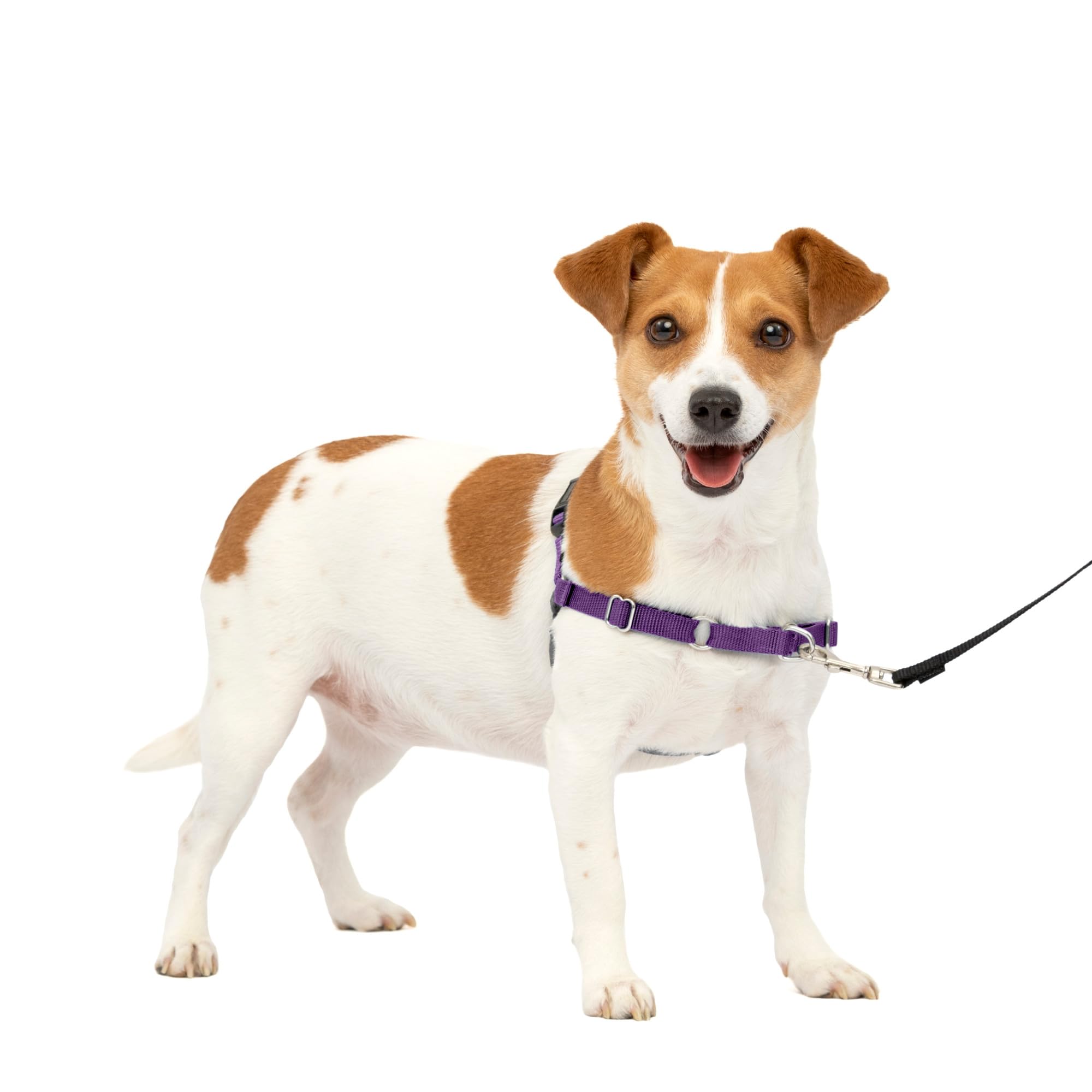 Photo 1 of PetSafe Easy Walk Harness for Dogs - Pull-Free Walks - Patented Martingale Loop Design - Front Chest Leash Attachment - Comfort Straps - Breathable Harness Design - Small, Deep Purple/Black