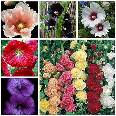 Amazon 30个ダブルタチアオイの花の種ミックス多年生ガーデンアルテアロセアsflower シュウクイ 混合 果物