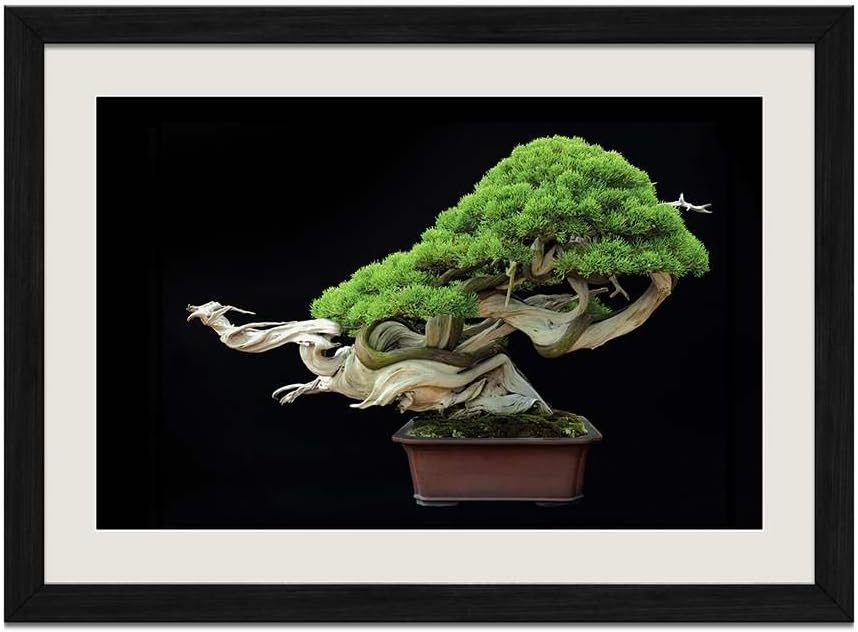 Amazon Com Cu Rong Bonsai Tree Wood Frame Poster Home Art Deco Picture Print Framed Painting 12x16 In Black Frame Posters Prints