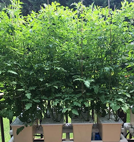 Hydroponic Dutch Bucket System, 8 x 11 Liter Beige Buckets with Siphons, Covers, Reservoir, Pump, Support Frame and Irrigation Drippers