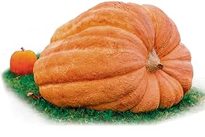 Park Seed Dill's Atlantic Giant Pumpkin Seeds – Non-GMO, World Record Giant Pumpkin Variety, Grows Up to 500 lbs or More, Heirloom for Competition or Display, Pack of 10