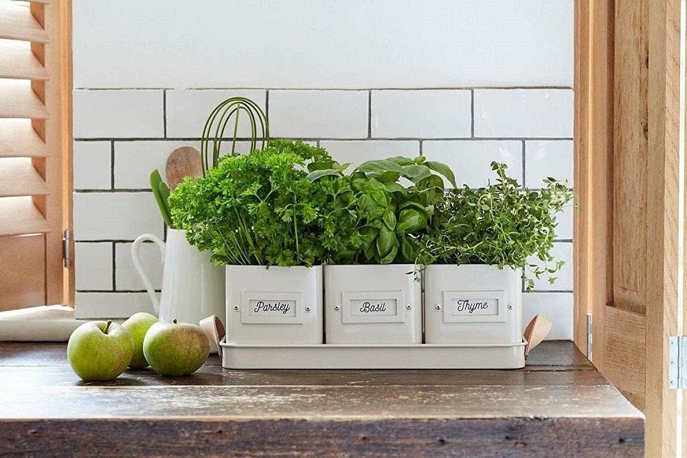 Burgon & Ball 3 Herb Pots in Leather Handled Tray, Stone, Gray, Medium - Image 4