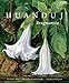 Huanduj: Brugmansia