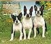 For the Love of Boston Terriers Deluxe - 2017 Calendar 14 x 12in