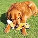 ZippyPaws Zingy Fox - Dog Toys no Stuffing, Squeaky Plush Dog Toy for Small & Medium Dogs, Interactive Puppy & Dog Chew Toys Without Stuffing for Boredom