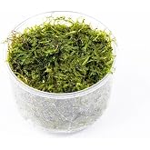 SubstrateSource Java Moss Live Aquarium Plant - Freshwater Fish Tank Decorations for Natural Decor (Large Cup)
