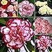 50pcs Carnation Seed Potted Plant Flower Seeds Four Seasons Easy To plant Perennial