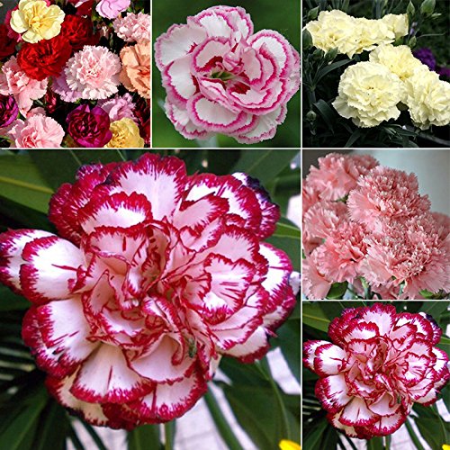 50pcs Carnation Seed Potted Plant Flower Seeds Four Seasons Easy To plant Perennial 50pcs Carnation Seed Potted Plant Flower Seeds Four Seasons Easy To plant Perennial