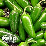 Jalapeno M Pepper Seeds - 200 Seeds NON-GMO