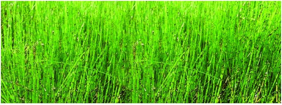 Equisetum scirpoides (Bushy Horsetail) - Marginal Pond Plants - 9 cm - Fish Pond and bog Aquatic Plants