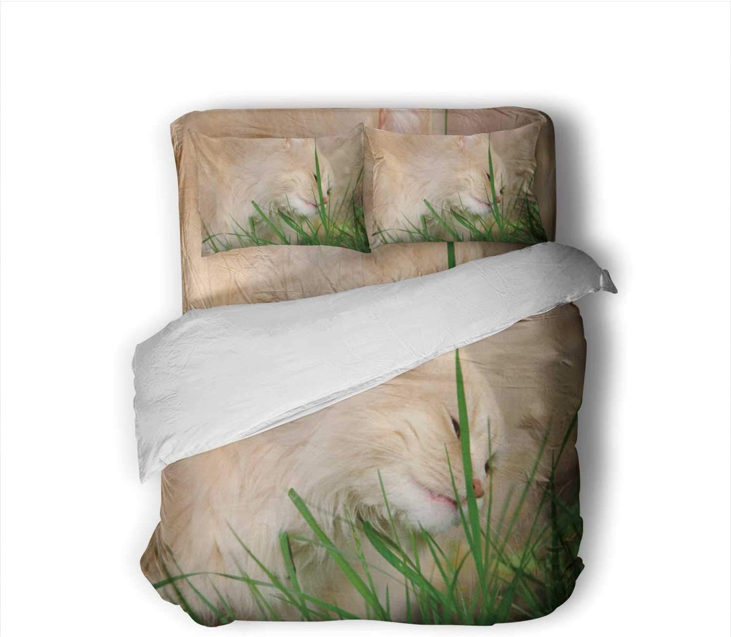 TinYida Cat with Orange Fur Eating Grass Outdoor.Ukraine