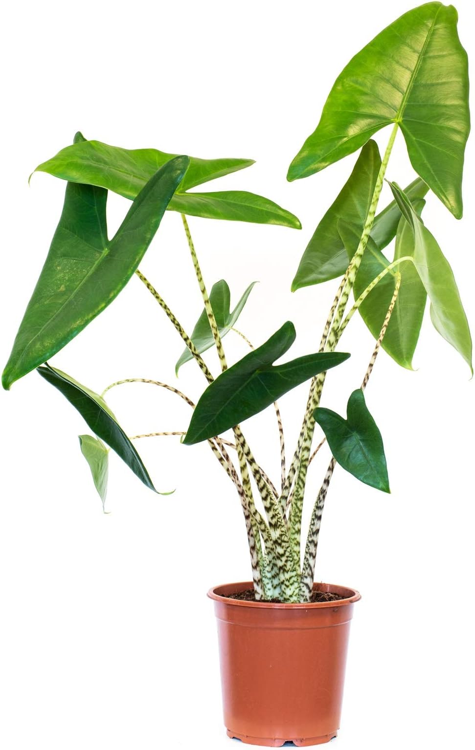 Alocasia Zebrina L