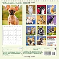 Chihuahua Petit Mais Costaud 2015 La Plus Petite Race De