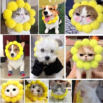 accesorios gatos amazon