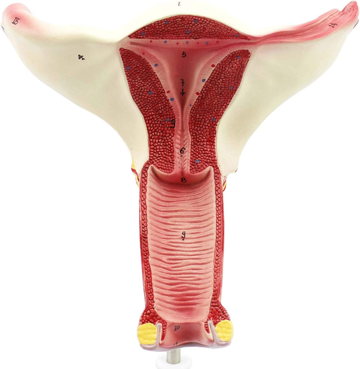 Female Endogenous Value Vagina Uterus Anatomical Model, Showing The Three-Layer Structure of The Uterus, with Digital Signs, Doctor-Patient Communication