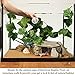SunGrow Natural Looking Reptile Plants - Vibrant Green Terrarium Plastic Plants 6.5ft Easy to Clean Silk Leaves - Creates Natural Hiding Spot for Reptiles and Amphibians - Suction Cups Included