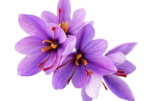 MARDE ROSS & COMPANY 20 Jumbo Saffron Sativus Crocus Corms for Planting 2025 - Large 9/10 cm Saffron Crocus Bulbs - Premium Crocus Sativus for High-Yield Saffron Harvest