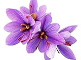 10 Saffron Crocus Sativus Corms - These are The