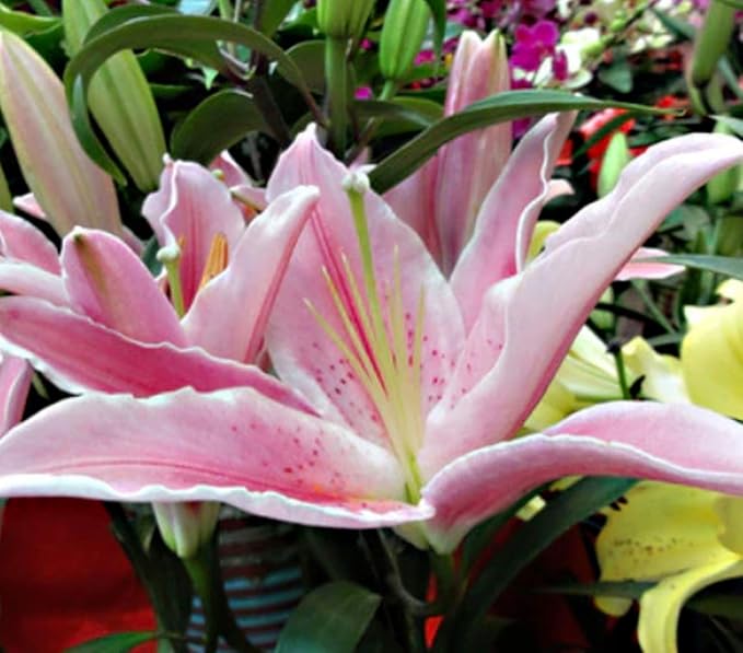 MEIGUISHA Gartensamen-20PCS Baumlilien Lilium Mischung Hybride Lilien Zwiebeln winterhart duftend Pflanze für Garten Topfpfla