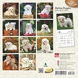 Image de Maltese Puppies 2016 Mini 7x7 (Multilingual Edition)