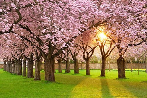 Photo Wall Mural Wallpaper- CHERRY TREE GARDEN -NON-WOWEN - 137.8”x102.4”-350x260cm- 7 Strips digital print-Sea Ocean Forest Flowers City Map Paris London America Stones 18023