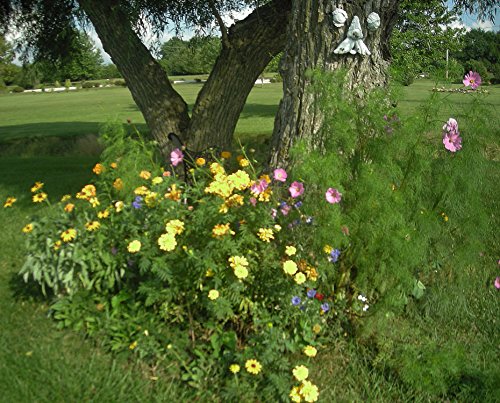 Gift Wrap That Grows and Blooms Colorful Wild Flowers - Seeded to create Colorful Garden - Thumbnail 5