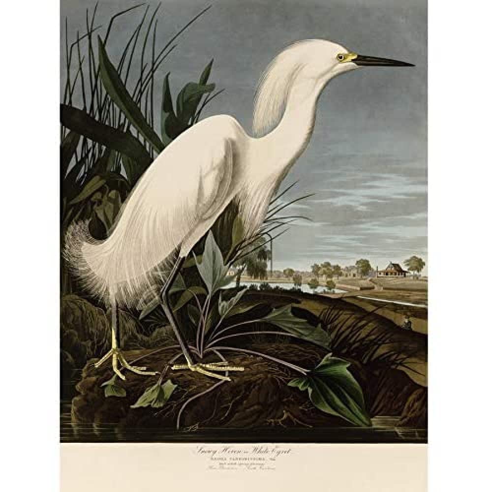 Artery8 Audubon Birds Snowy Heron Painting Unframed Wall Art Print Poster Home Decor Premium