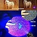 Pet Urine Detector/Black Light UV Flashlight, 51 LED Professional Grade 395NM Ultraviolet Light Detector for Dog/Cat Urine, Dry Stains,Bed Bug,Stain Detection Best for Commercial/Domestic/Hotel Use