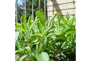 Stevia Seeds (Stevia Rebaudiana) - 30 PCS Organic, Non-GMO, Sweetleaf Herb Seeds for Home Gardening