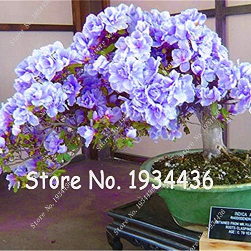 Onnumaracafe Com Shopmeeko Seeds 100 Pcs Bag Bonsai Azalea Rhododendron Simsii Satsuki Mixed Color Diy Home Garden Plants 1 Fresh Flowers Indoor Plants Fresh Flowers Indoor Plants