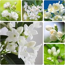 Jasmine Flower Plant – Live 14–18 Inch White Jasmine Flower