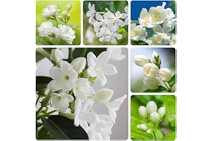 White Climbing Jasmine Seeds Canadian Hardy Fragrant Flower for Garden Balcony Indoor Heirloom Plant