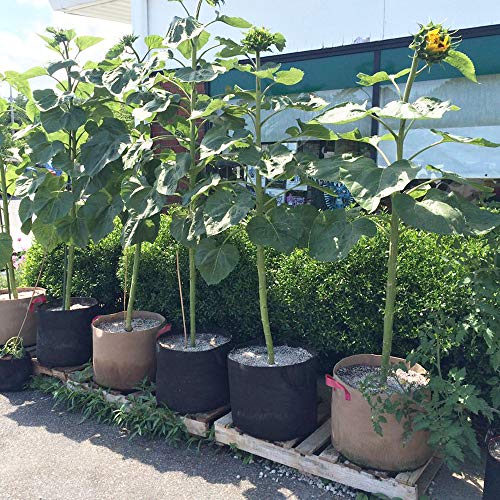 BoHoFarm 7 Gallon 8 Pack Tan Grow Bags