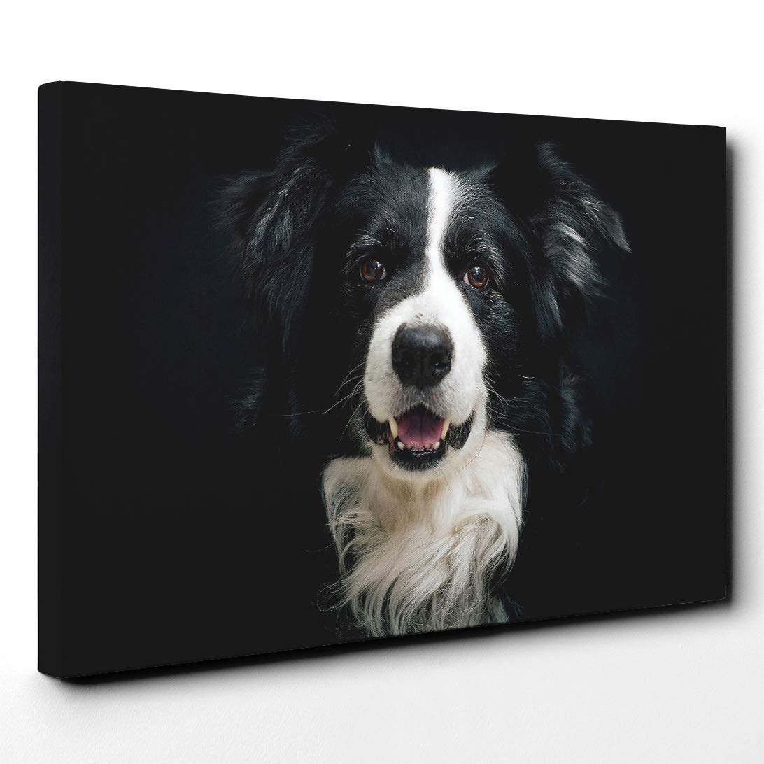 Border Collie Dog Canvas Print | Gallery Wrapped 30mm Frame Wall Art | 20x14 inches | Ready to Hang | Modern Animals Picture | Living Room Bedroom Lounge Office