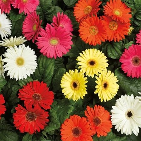 Kraft Seeds California Giant Mix Gerbera Flower Seeds For Home And Balcony Gardening With Free 100 Gm Agropeat