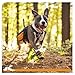 Kurgo Step N’ Strobe Dog Shoes, Water Resistant, Snow Boots, Anti Slip Pet Boots, Dog Shoes for Hot Pavement, Dog Shoes with Lights, Reflective, Set of 4 (Small), Black/Orange (K01354)