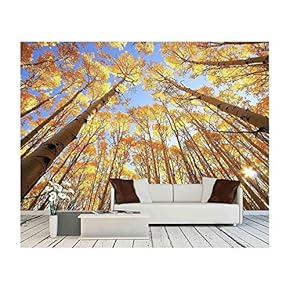 Aspen Trees with Fall Color San Juan National...