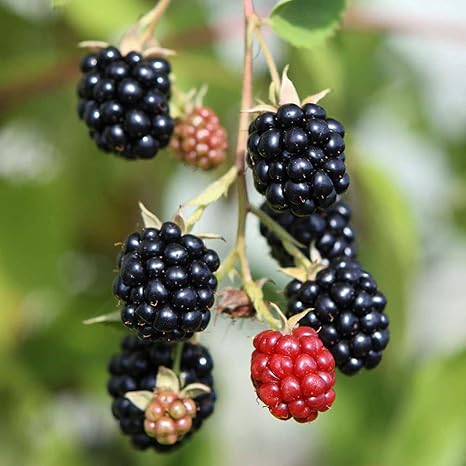 Amazon ブラックベリーの苗木 品種 トリプルクラウン 品種で選べる果樹苗木 1年生 挿木苗 10 5cmポット 平均樹高 約30cm 1個 ポット植えなのでほぼ年中植付け可能 ラズベリー ブラックベリーは 傷みやすいので 流通しているのはほとんどが冷凍です 自分で育て