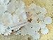 NAVA CHIANGMAI 100 White Mulberry Daisy Paper Flowers Scrapbooking Embellishment