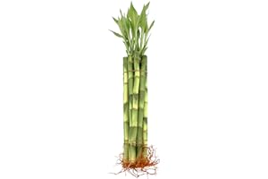 NW Wholesaler - Live Lucky Bamboo 12-Inch Bundle of 10 Stalks - Live Indoor Plants for Home Decor, Arts & Crafts, and Feng Shui