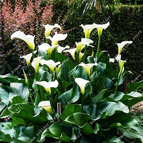GEOPONICS Seeds: ZLKING 2 Pcs Rare Elegant Calla Lily Bulbs Potted Absorption Wedding Flowers Plants