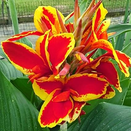 Amazon Com Lucifer Canna Lily Root Beautiful Red Yellow Flowering Canna Lily Bulb Plant Flower Seeds Bulbs Plants More Garden Outdoor
