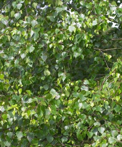 Trees By Post Silver Birch Trees (Betula pendula) x 45