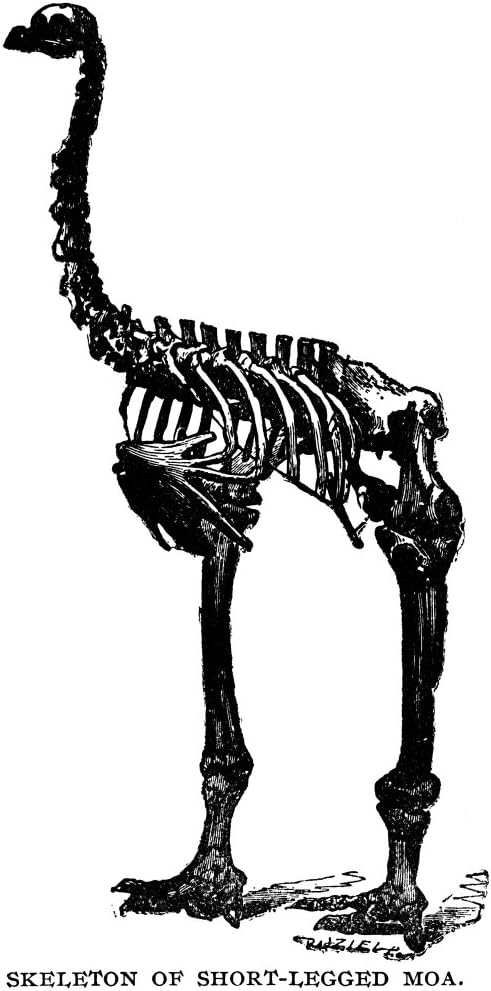 Amazon Com Moa Skeleton Nskeleton Of A Moa Dinornis An Extinct Flightless Bird Of New Zealand Wood Engraving Late 19th Century Poster Print By 24 X 36 Posters Prints