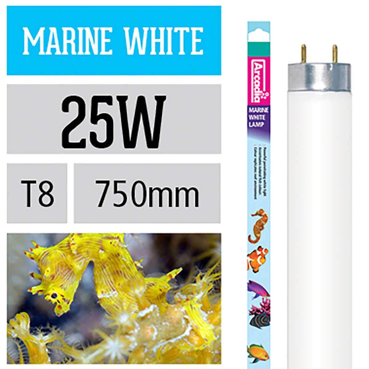Arcadia FMW25 Marine White T8 Fluorescent Tubes 14,000 Kelvin