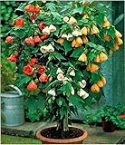 Abutilon Flowering Maple Seeds Indoor Perennial Red
